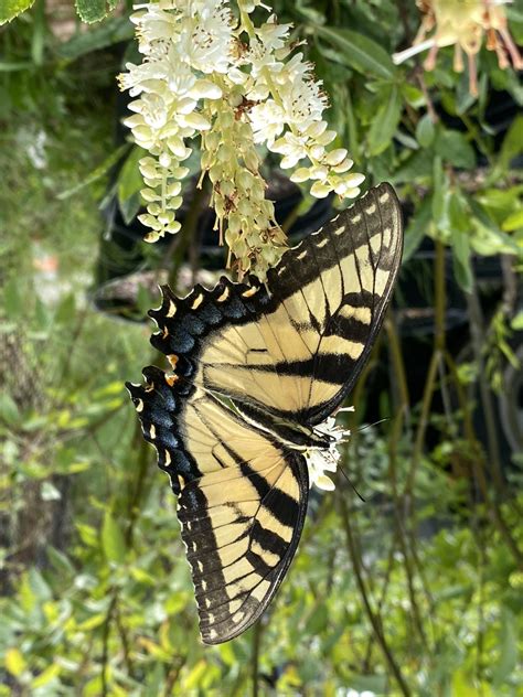 Eastern Tiger Swallowtail Butterflies And How To Attract Them Heart
