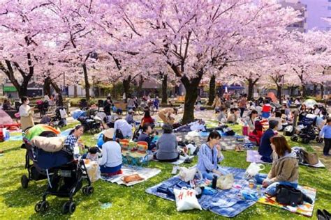 Cherry Blossoms In Japan 2019 When Where With Tips And Photos