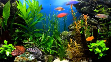 Printable Fish Tank Background