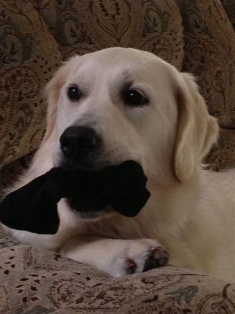 All our labrador retriever puppies carry a guarantee against hereditary defects and to have basic retrieving instincts. Pin by Joe Kaufman on White Golden's of Washington - Our ...