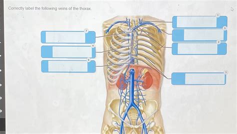 Solved Correctly Label The Following Veins Of The Thorax 5 Course Hero