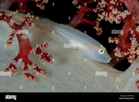 Soft Coral Ghost Goby Lying On White And Red Soft Coral Stock Photo Alamy