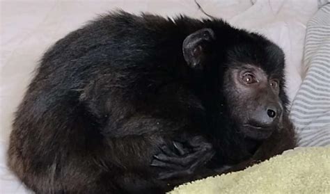 Video El Mono Encontrado En Un Armario Está Desnutrido Y No Podrá