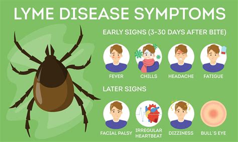 Lyme Disease Symptoms Upstate Physicians