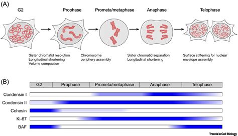 Mitotic Chromosome Mechanics How Cells Segregate Their Genome Trends