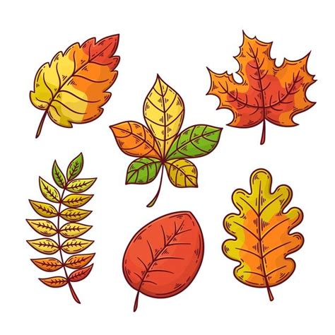 Four Different Colored Autumn Leaves On A White Background One Is