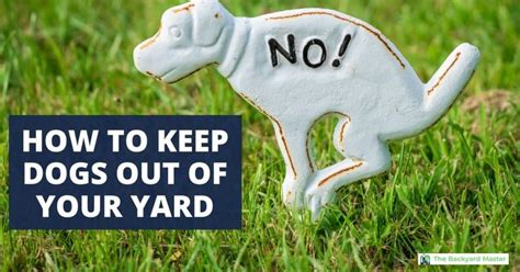 What Keeps Dogs Away From Pooping In Your Yard