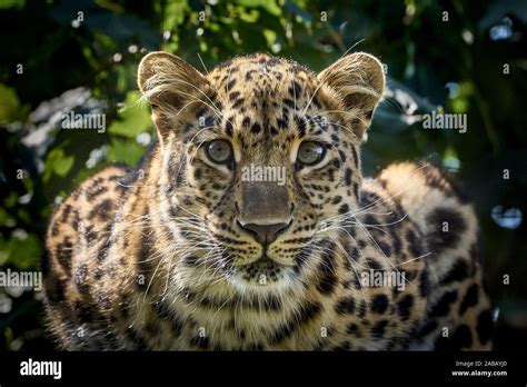 Amur Leopard Portrait Stock Photo Alamy