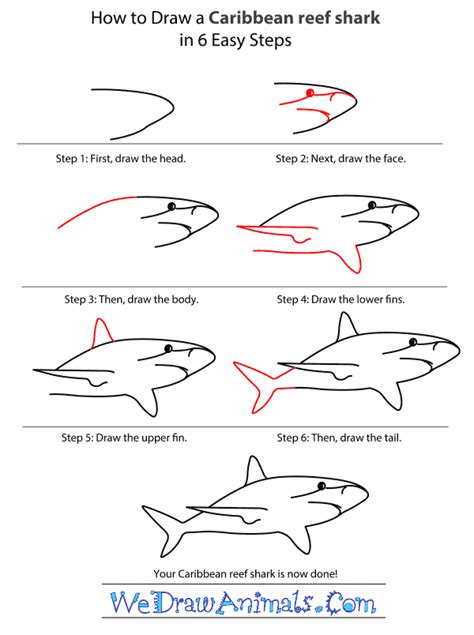 How To Draw A Caribbean Reef Shark