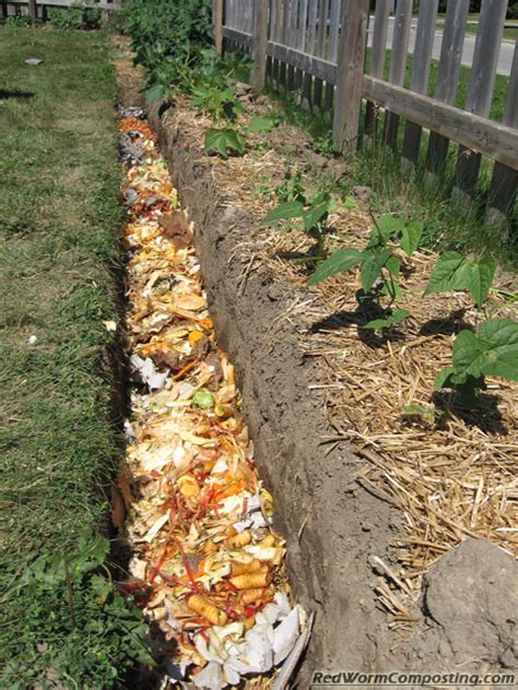 The Vermicomposting Trench Red Worm Composting Vegetable Garden