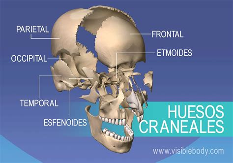 Aprenda Anatomía Del Esqueleto Esqueleto Axial