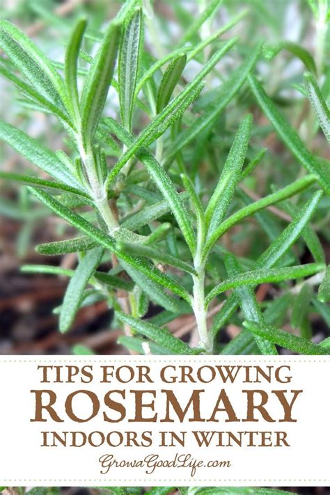 How To Propagate A Rosemary Plant From Stem Cuttings Growing Rosemary
