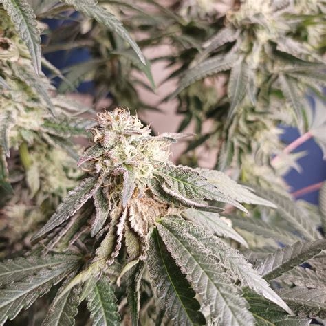 Buds Other Grow Question By Houstone Growdiaries