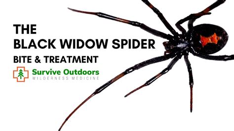 Black Widow Spider Bite And Treatment Latrodectus Youtube