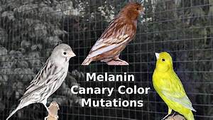 Melanin Canary Color Mutations Youtube