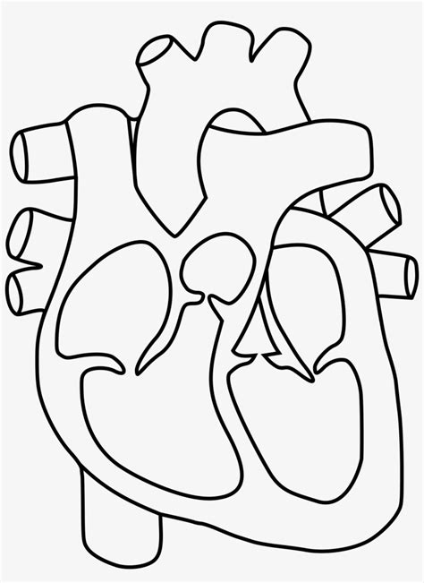 Real Human Heart Drawing At Getdrawings Human Heart With