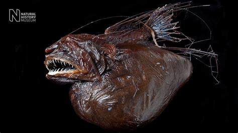 3d Scans Reveal Deep Sea Anglerfishs Huge Final Meal