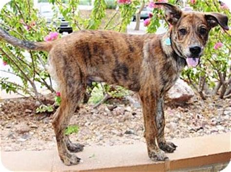 We are the official great dane rescue group for the state of az and have been caring for our beloved danes throughout az and the valley, for over 25 years. Klondike | Adopted Puppy | Gilbert, AZ | Great Dane ...