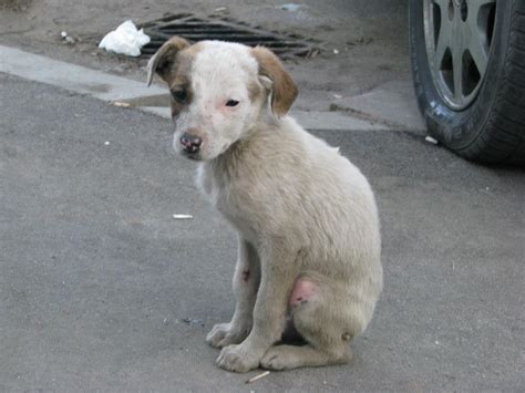 Romanian Stray Dogs Ploiesti Rsdp Where Is That Beautiful And Fair