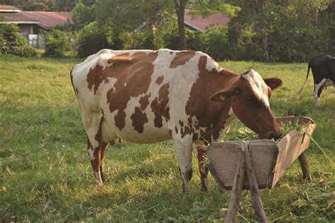 View trends, analysis and statistics. Livestock Farming - Agri Evolve