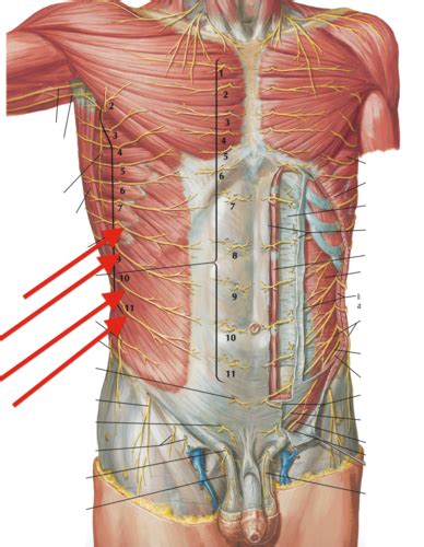 Block 2 Innervation Of Skin And Muscles Of Anterior Abdominal Wall