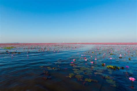 Red Lotus Lake Udon Thani Stock Image Image Of Thani 91322209
