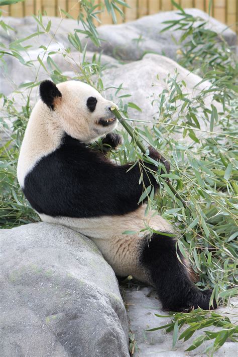 Toronto Zoo Zoo Photos Giant Panda Marcy Panda Bear Animals