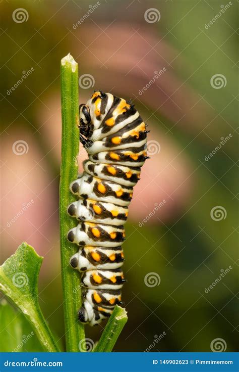 Fourth Instar Of Eastern Black Swallowtail Butterfly Caterpillar On A