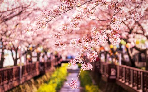 Télécharger Fonds Décran Printemps Sakura Du Japon De Cerise