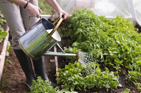 Check spelling or type a new query. 10 Ways To Use Banana Peels In Your Garden As Fertilizer ...