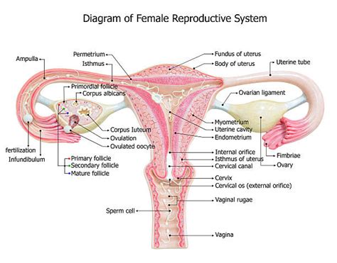 Royalty Free Female Reproductive System Pictures Images And Stock