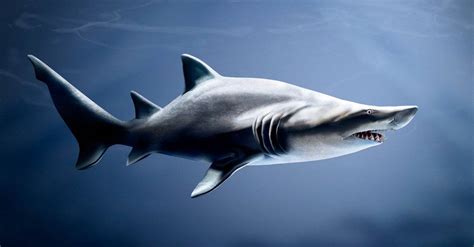 10 Of The Most Endangered Rarest Sharks In The World Az Animals