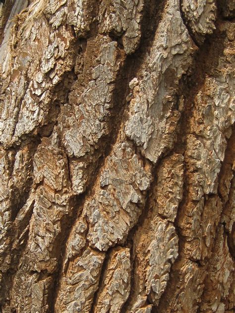 Segmented Bark On Tree Trunk Free Stock Photo Public Domain Pictures