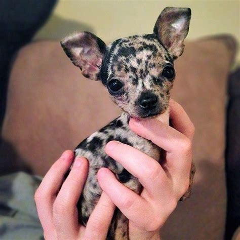 Chihuahua Ears Up Or Down Pets Lovers