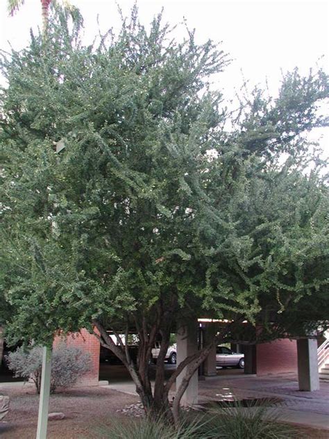 Find Trees And Learn University Of Arizona Campus Arboretum Arboretum