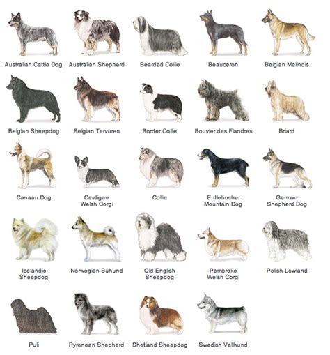 Zack Wahthye G Herding Group Dog Breeds Chart Herding Dogs Breeds