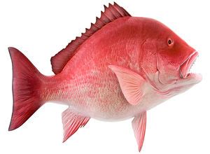 Memancing ikan nila tidak boleh sembarangan. 4 Teknik Cara Mancing Ikan Kakap Merah - Tips Ikan