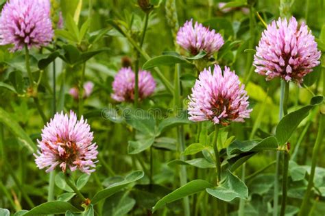 Clover Wild Flower Pink Clover Summer Flowering Plant Stock Image