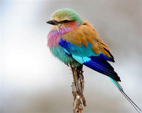 I Dont Like Birds But This One Is So Prettysouth African Colorful