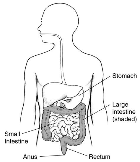 Digestive Tract With Labels For The Stomach Small Intestine Large Intestine Rectum And Anus