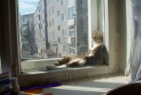 Cat In The Window Funny Pictures Of Animals