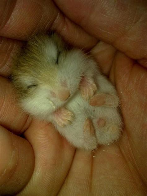 33 Awesome Baby Roborovski Hamster Images Cute Hamsters Cute Baby