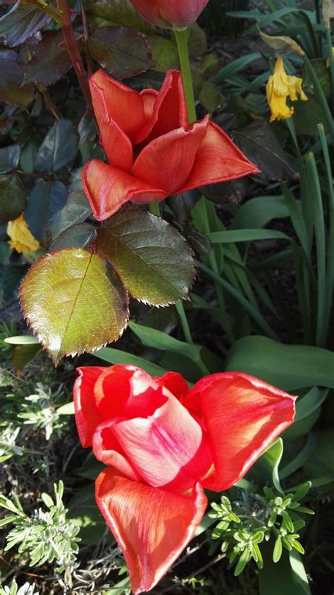 Frühlingsblumen Narzisse und Tulpe Garten Foto an einem sonnigen Tag