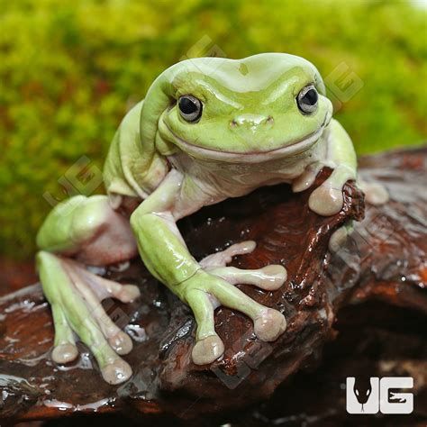 Dumpy Tree Frogs Litoria Caerulea For Sale Underground Reptiles