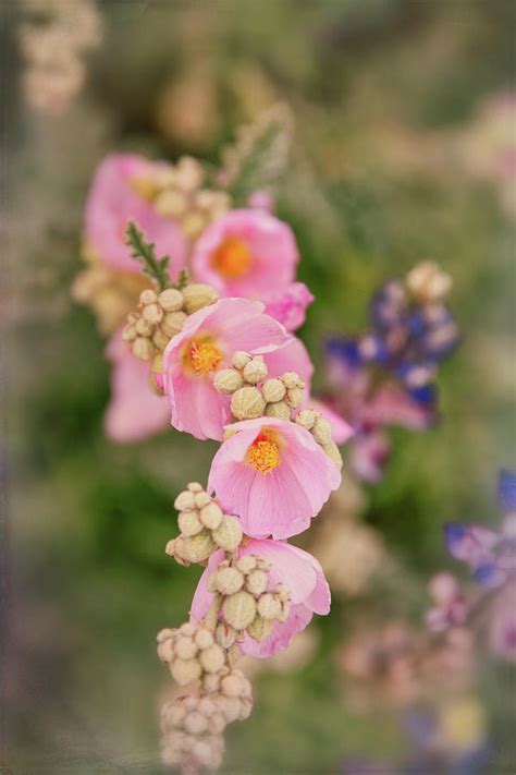Pink Globemallow Photograph By Saija Lehtonen Pixels