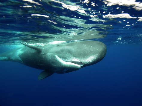 Supporting Processes To Protect Dominicas Sperm Whales