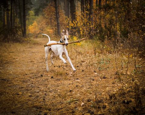 Whippet Dog Breed Information Complete Guide Whippetcentral