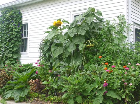 How To Grow Giant Sunflowers For Competition And Beauty