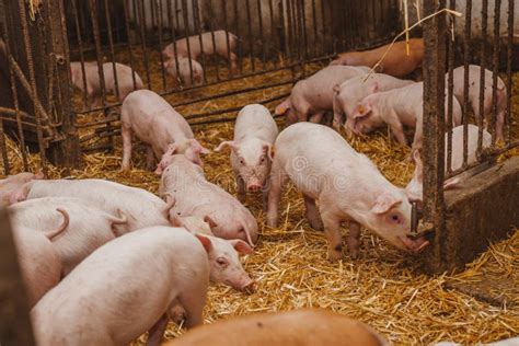 Young Pigs And Piglets In Barn Livestock Farm Stock Image Image Of