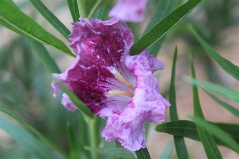 Desert Willow Cultivars Oklahoma State University